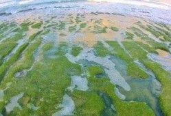 昌江新闻爆料最新消息视频,视频揭露惊人内幕！